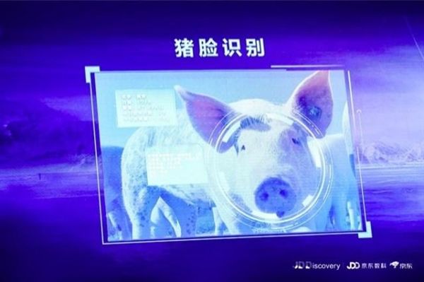 京東宣布進(jìn)軍養(yǎng)豬業(yè)，還推出了“豬臉識(shí)別”技術(shù)